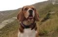 Pet Friendly  Llangwyryfon Country Breaks Ceredigion - dogs holiday